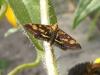Pyrausta purpuralis